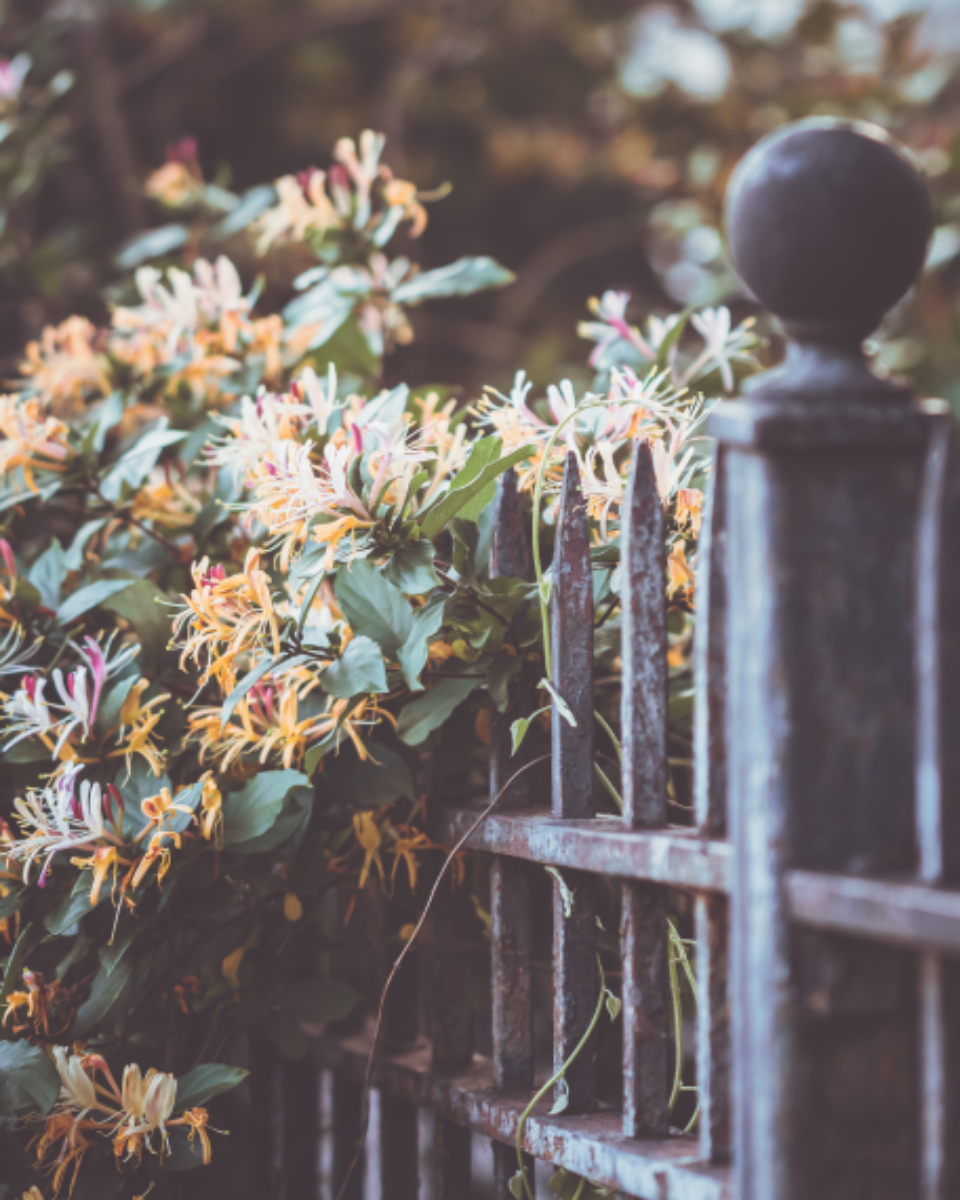 Flowers Fence