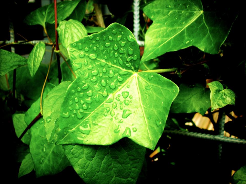 Ivy Plants