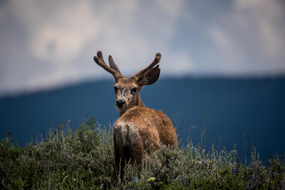 Deer Animal