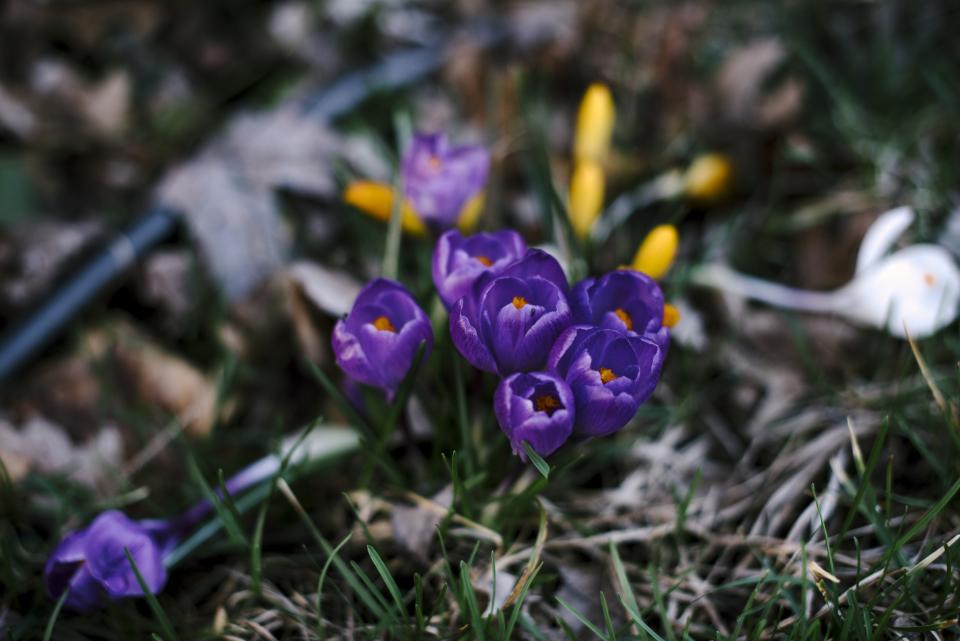 Flowers Nature