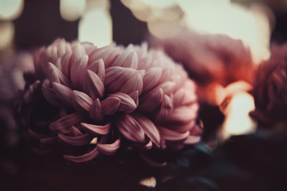 Flower Bloom