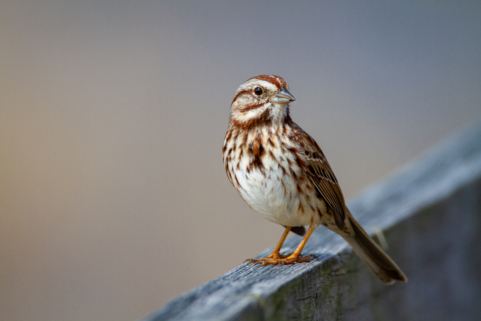 Bird Perched