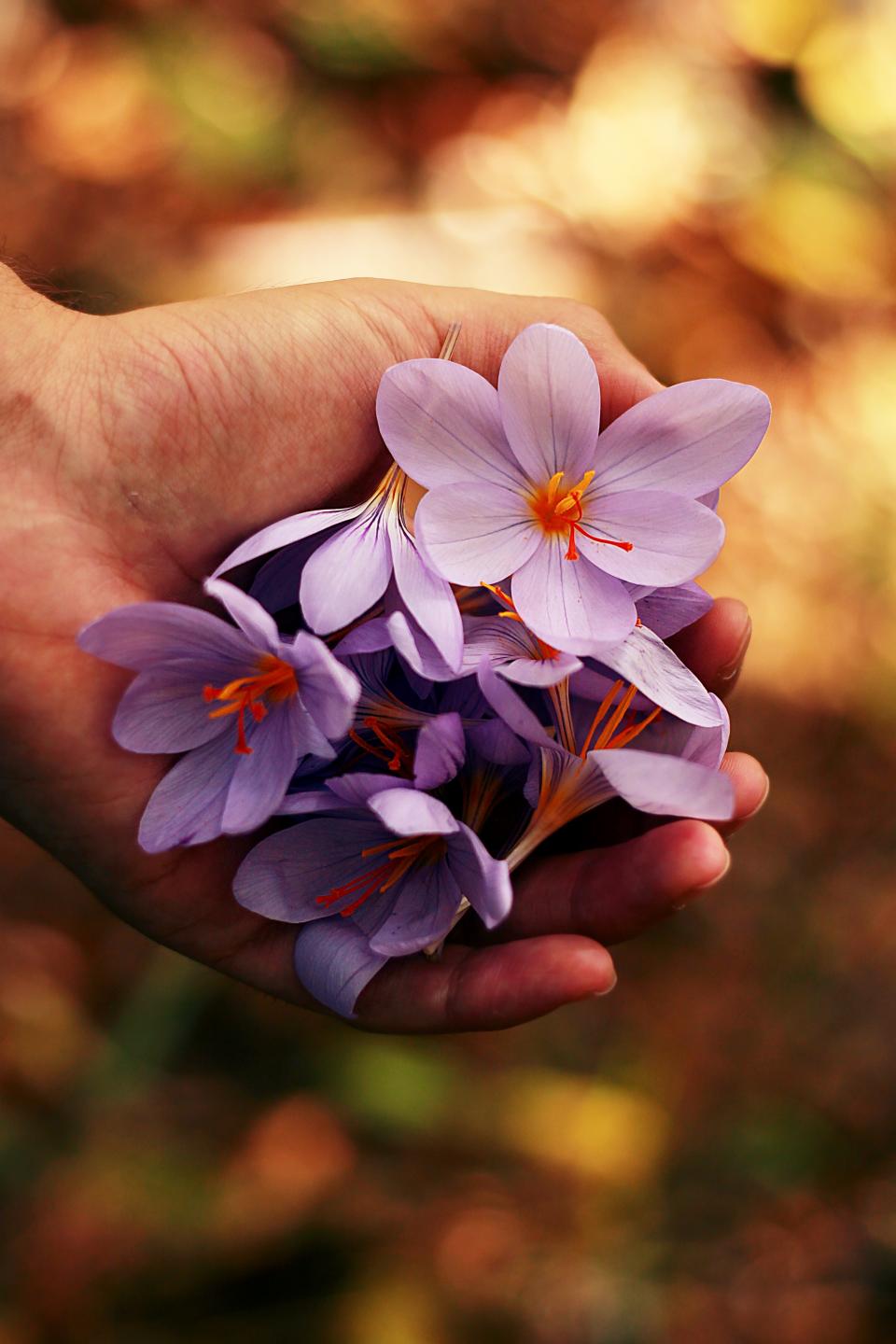 Flower Petal