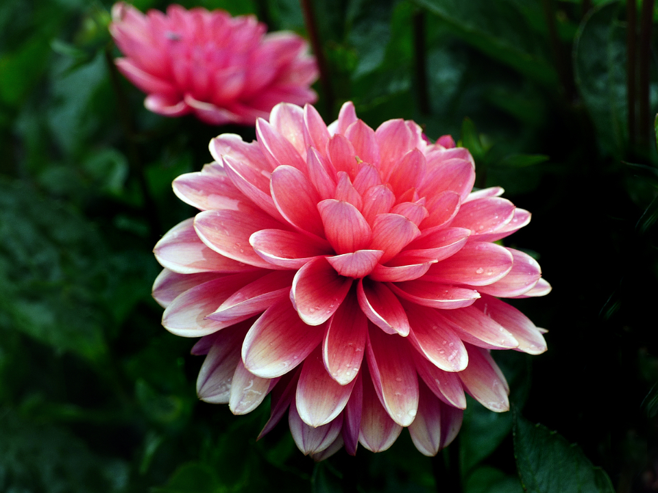 Macro Flower