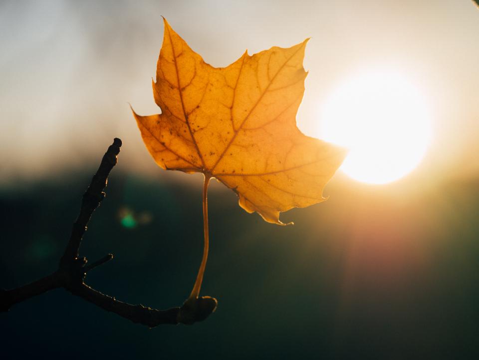 Maple Leaf Sunshine