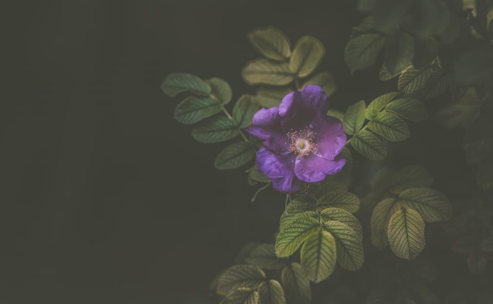 Violet Flower
