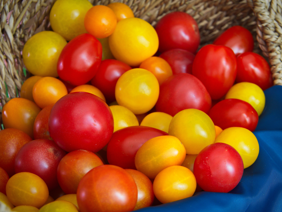Tomato Fresh