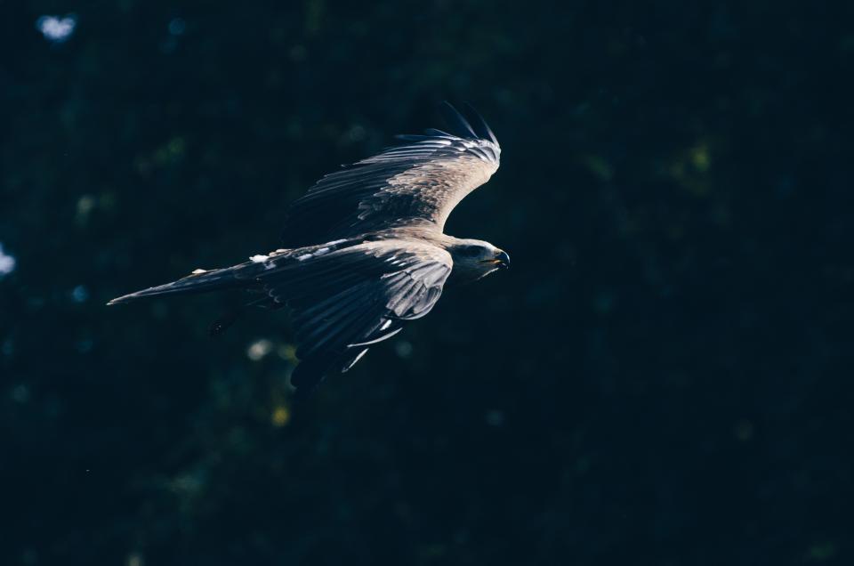 Animal Bird
