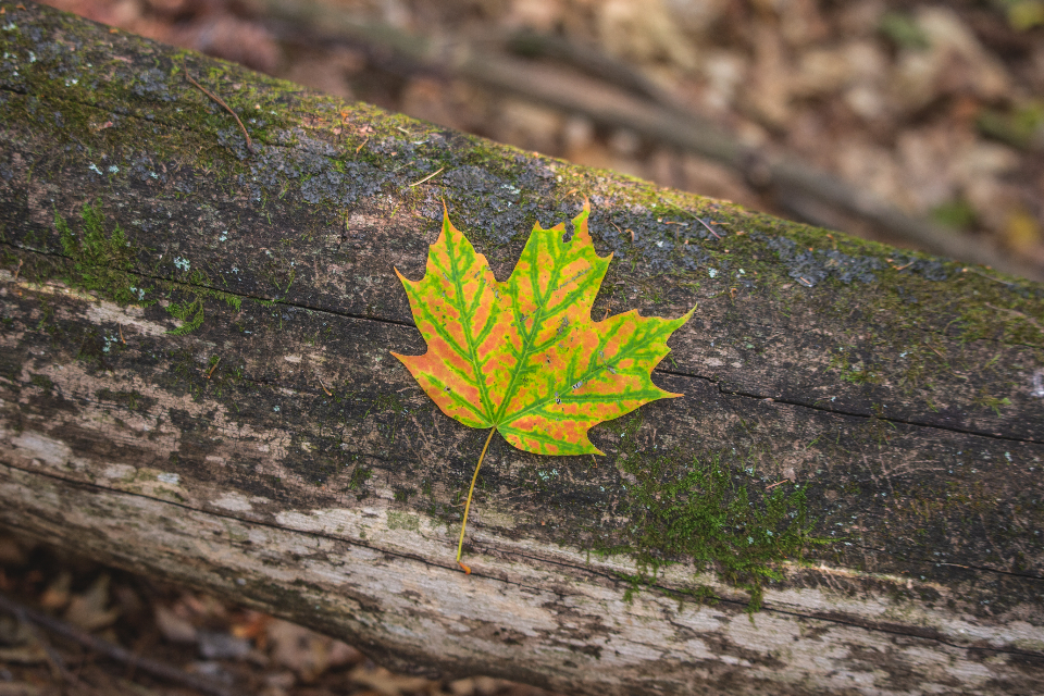 Fall Leaf