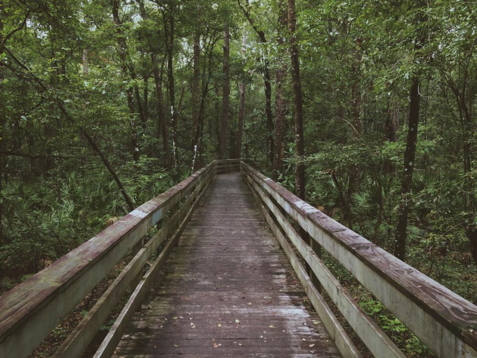 Bridge Woods