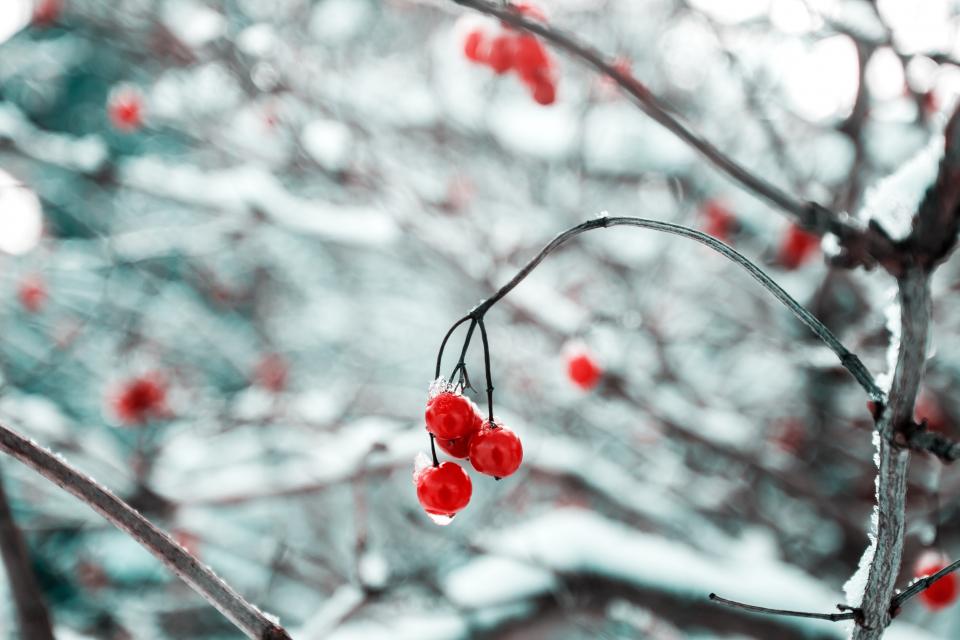 Cherry Red