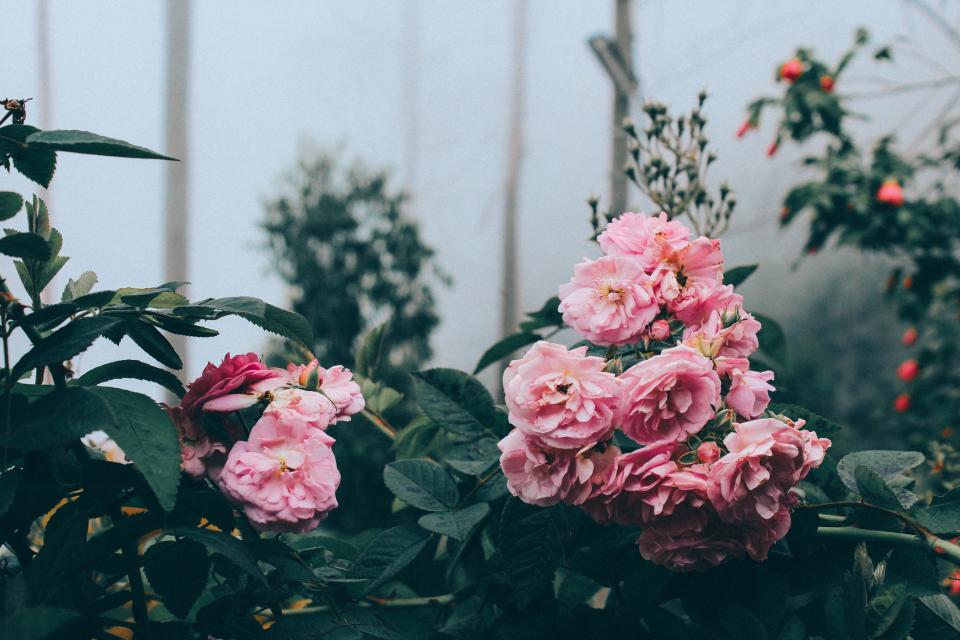 Flowers Pink
