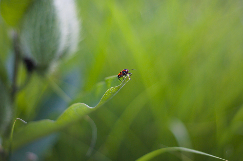 Bug Close Up