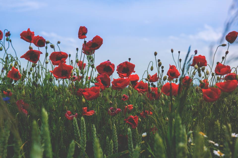 Flowers Nature
