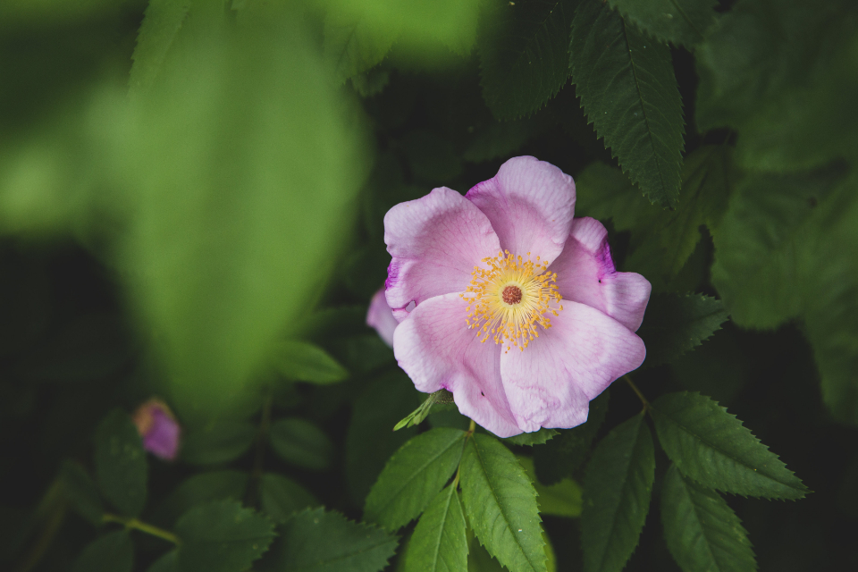 Flower Pink