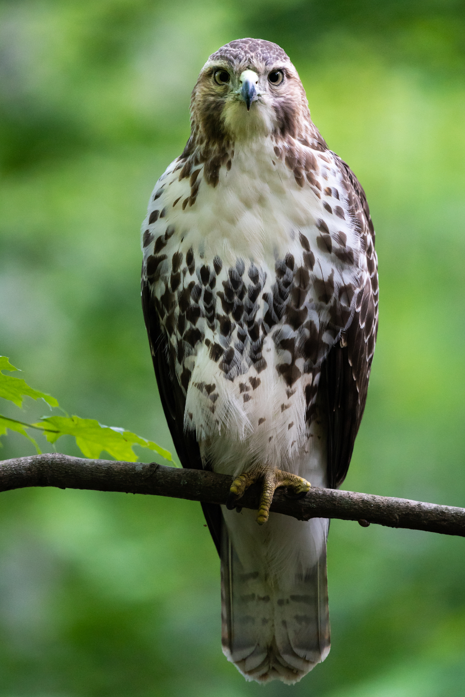 Hawk Bird