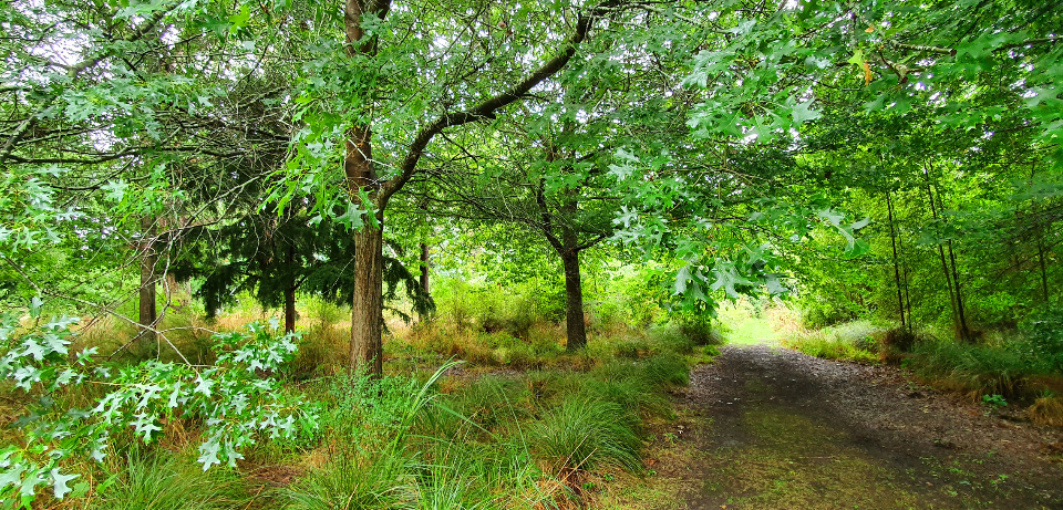 Nature Path