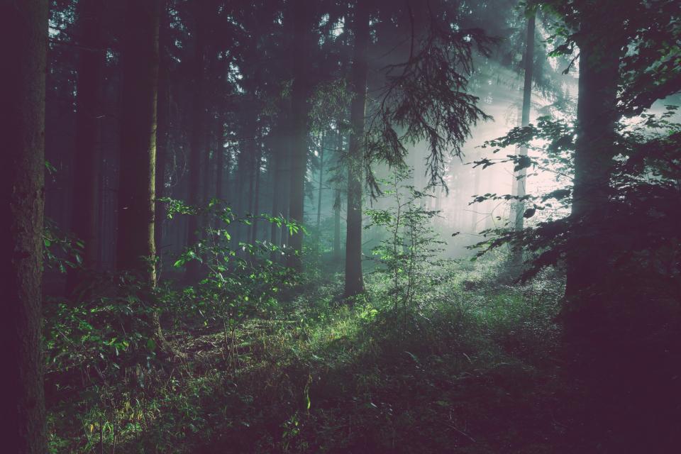 Trees Forest
