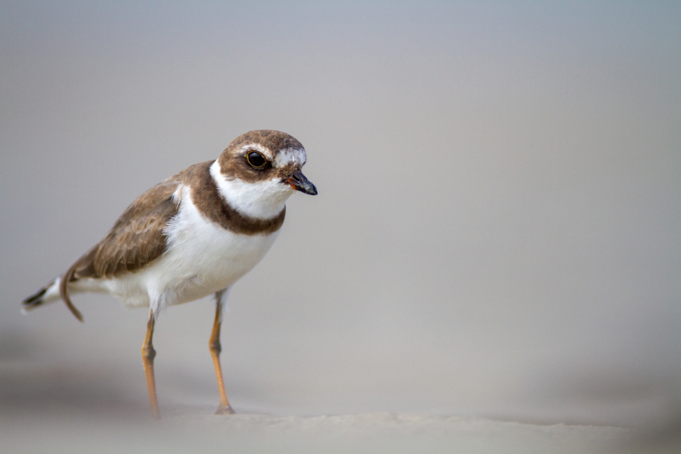 Bird Animal