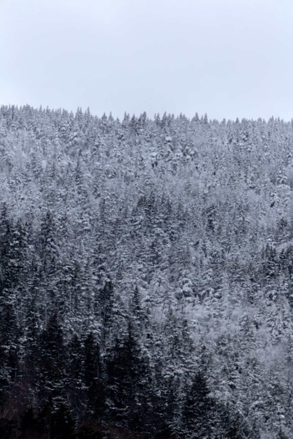 Snow Forest