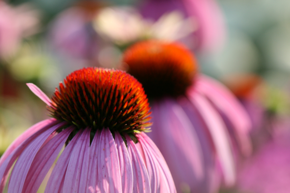 Flower Blossoms