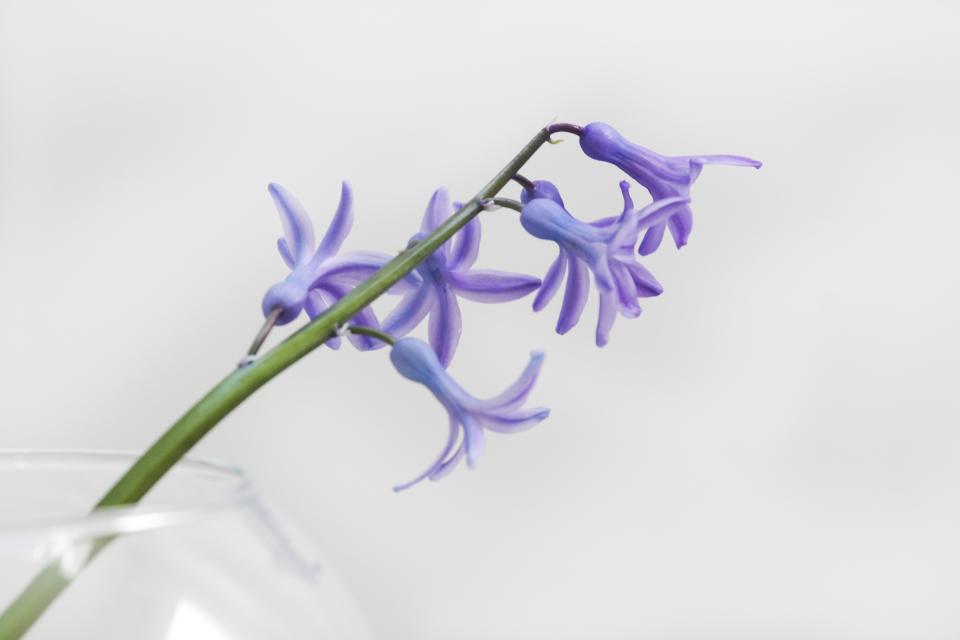 Purple Flower
