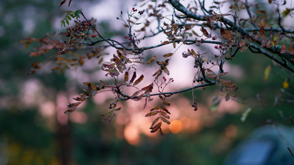 Autumn Tree