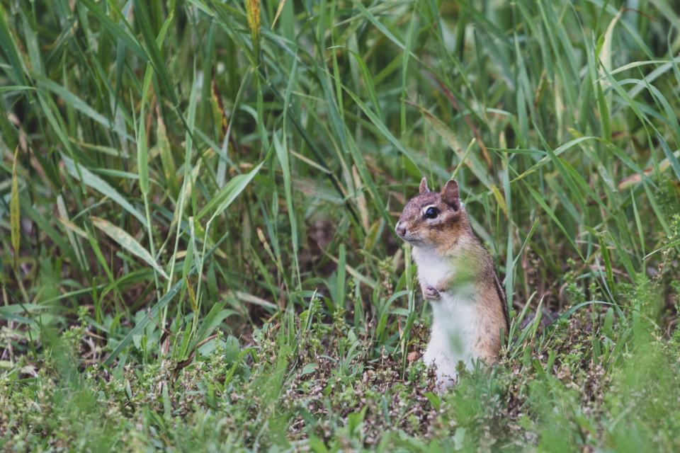 Chipmunk Animal