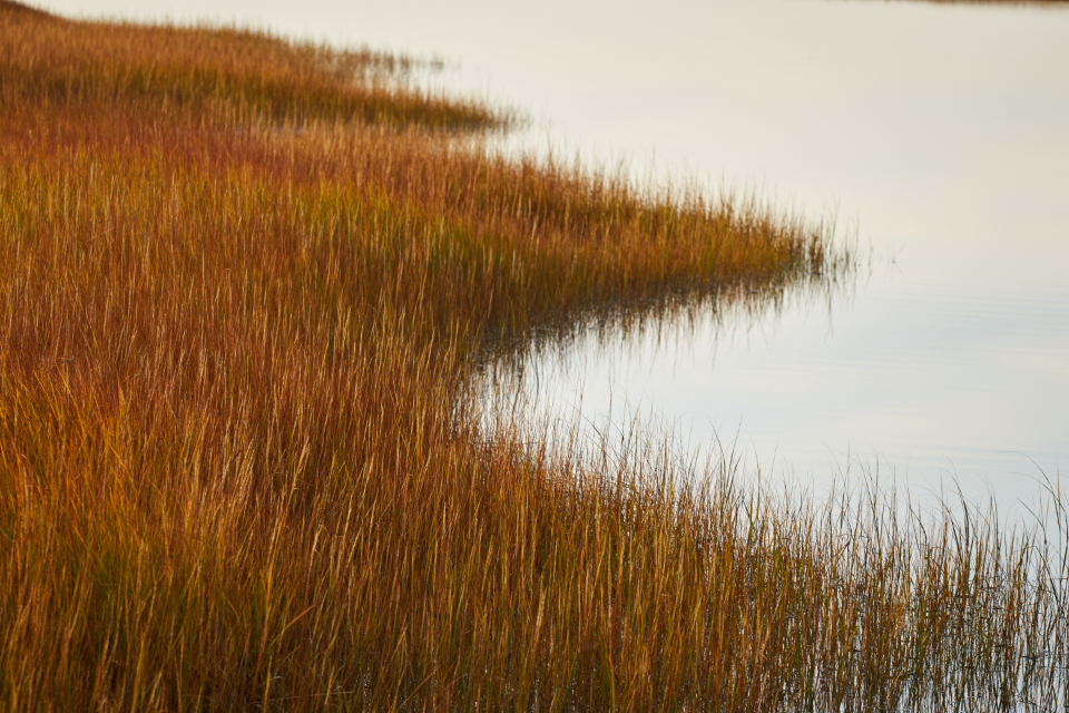 Marsh Field