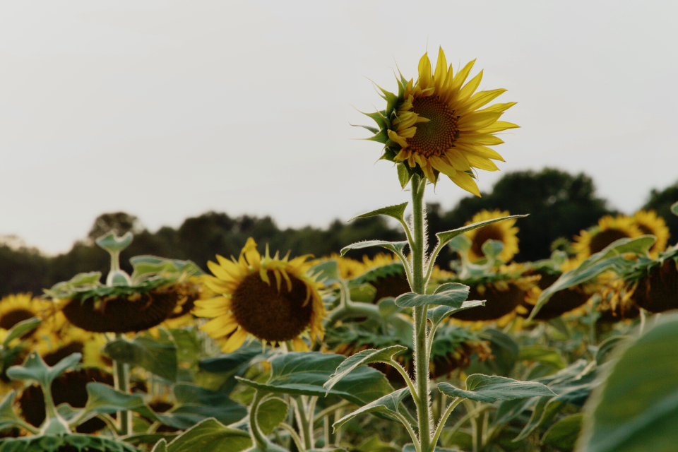 Sunflower Field