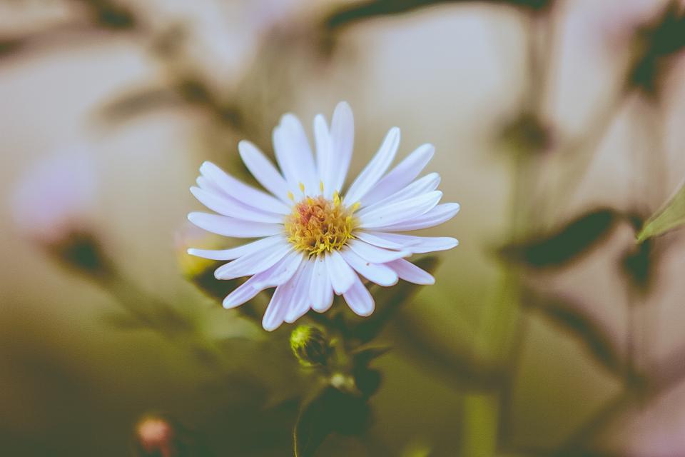 Flower Nature