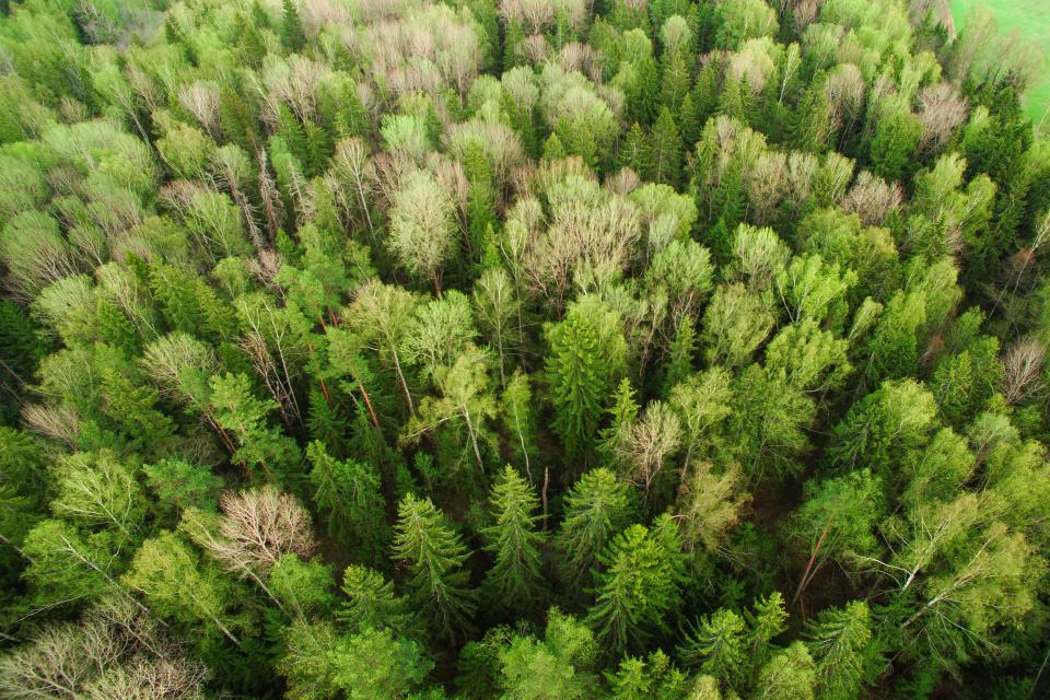 Green Plants