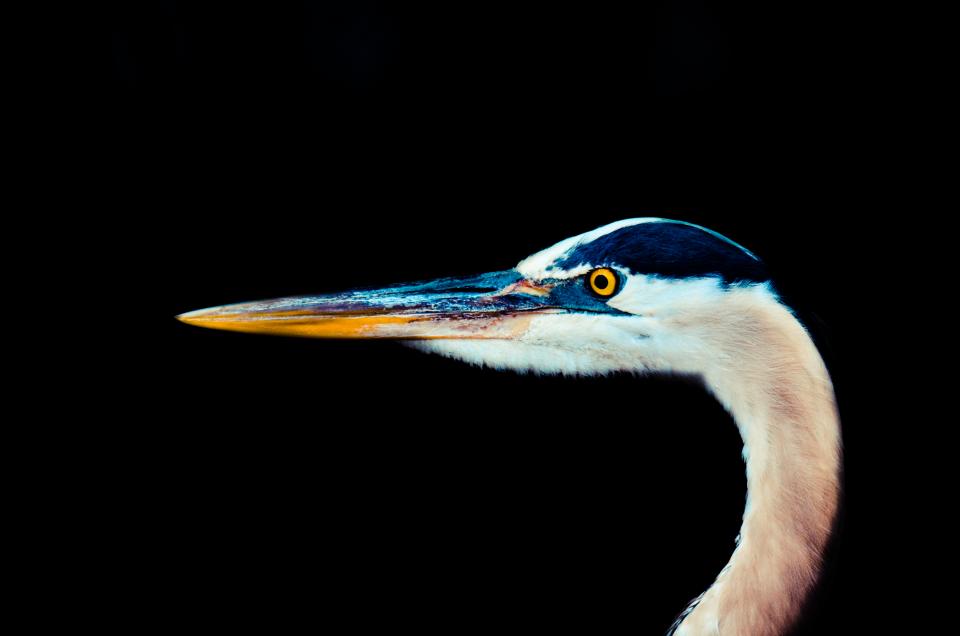 Bird Beak