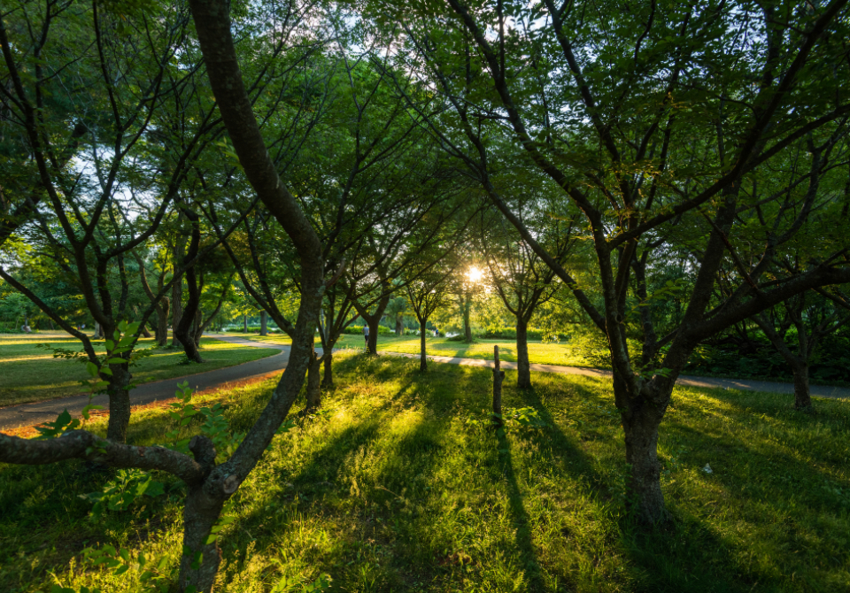 Sun Trees