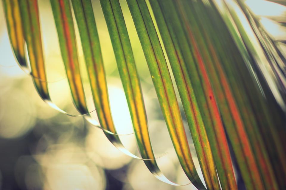 Green Leaf