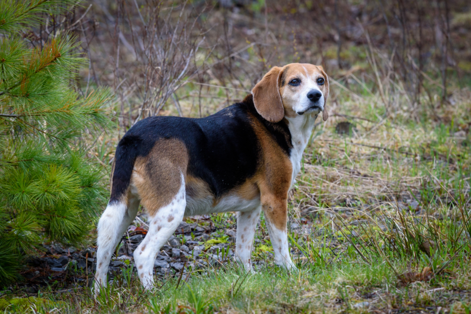 Dog Beagle