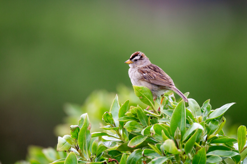 Bird Perched