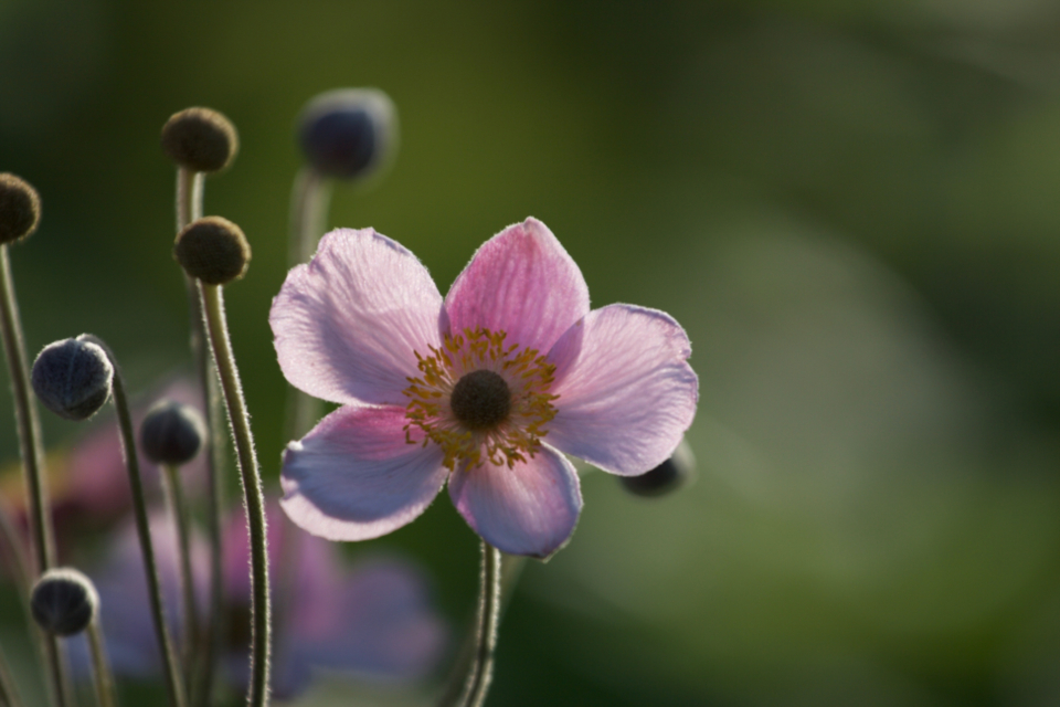 Flower Buds