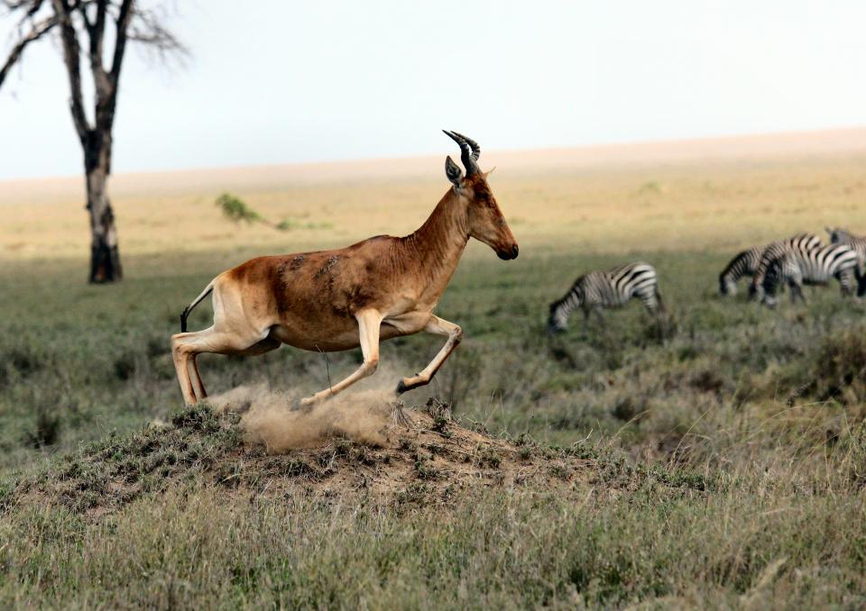 Zebra Wildlife