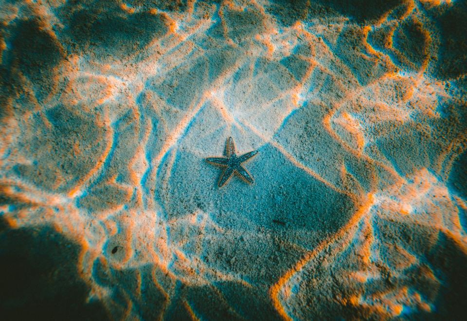 Starfish Underwater