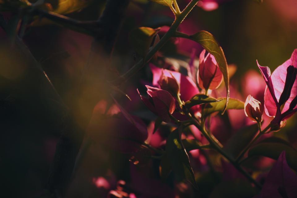 Flower Red