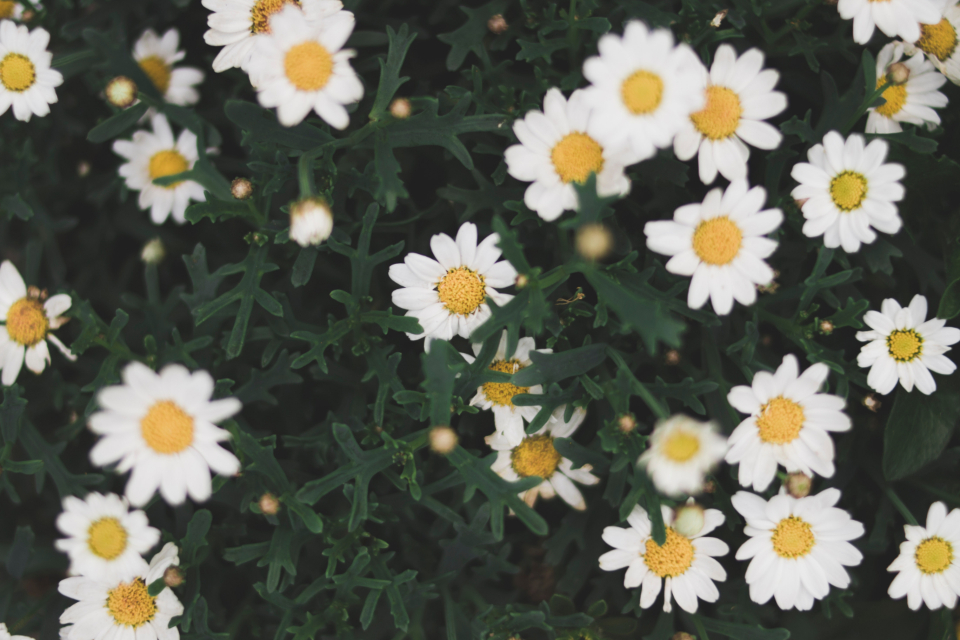 White Daisy