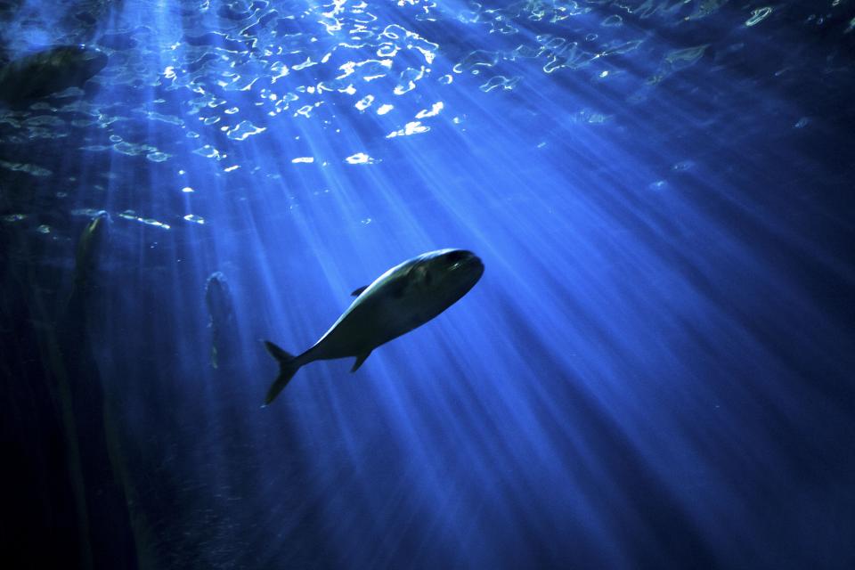 Fish Underwater