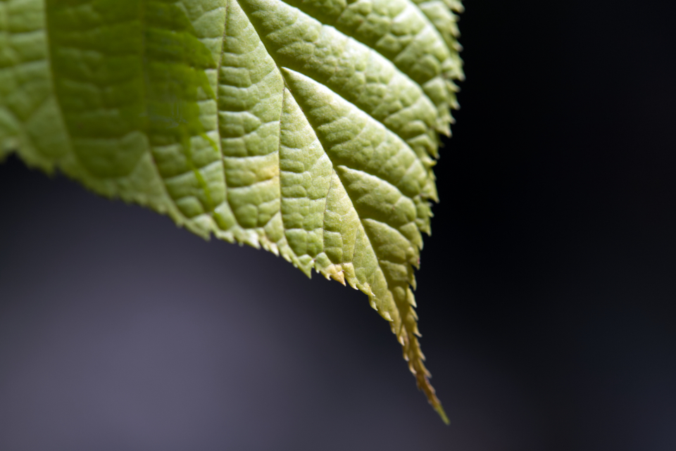 Green Leaf