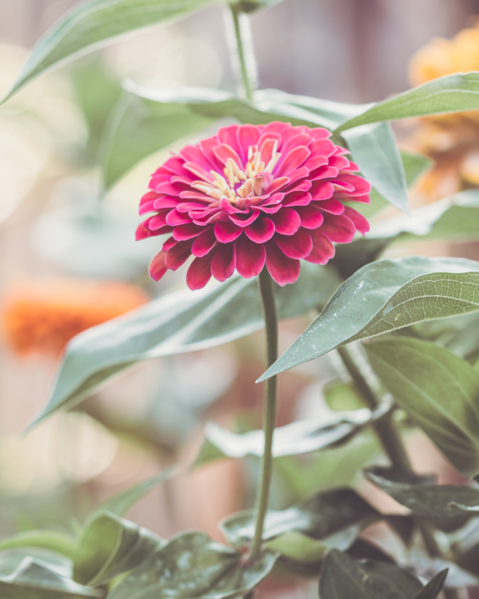 Garden Flower
