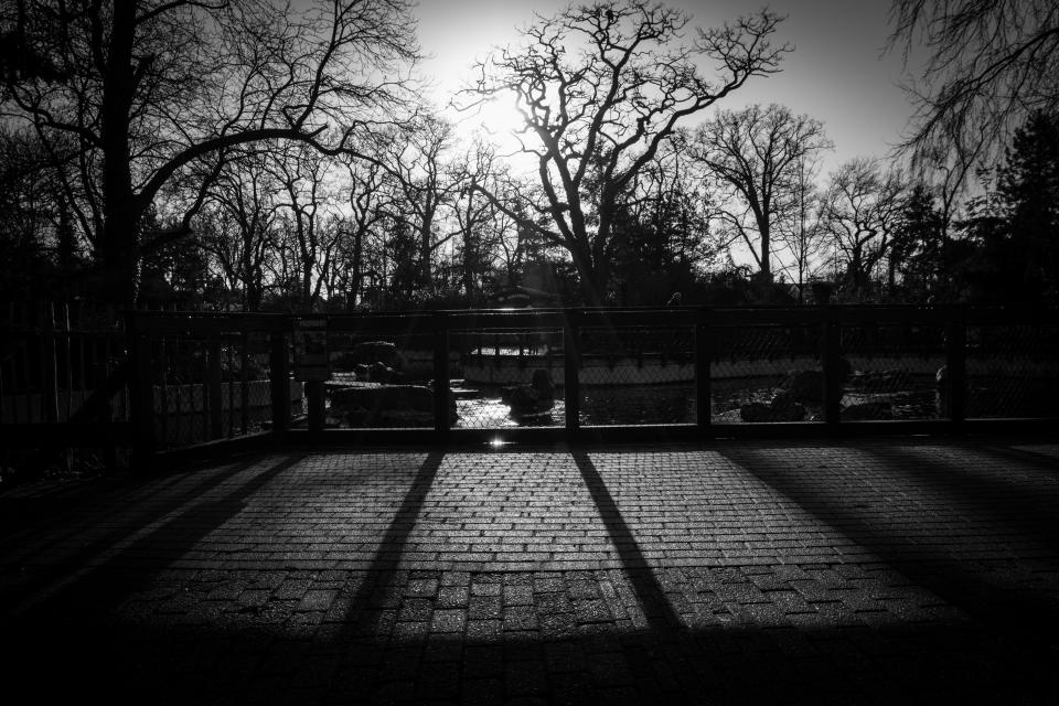 Trees Fence