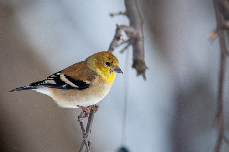 Bird Perched