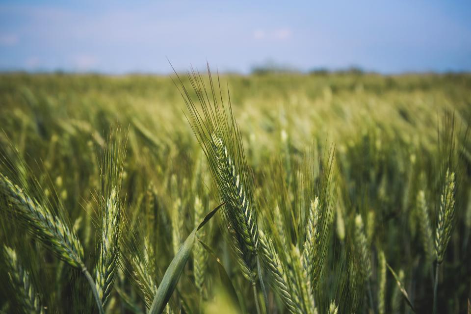 Nature Wheat