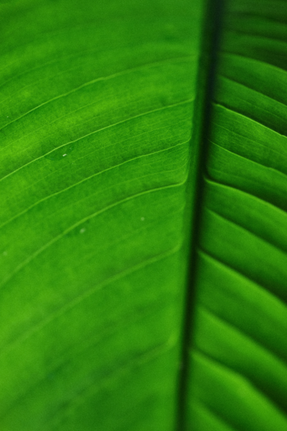 Green Leaf
