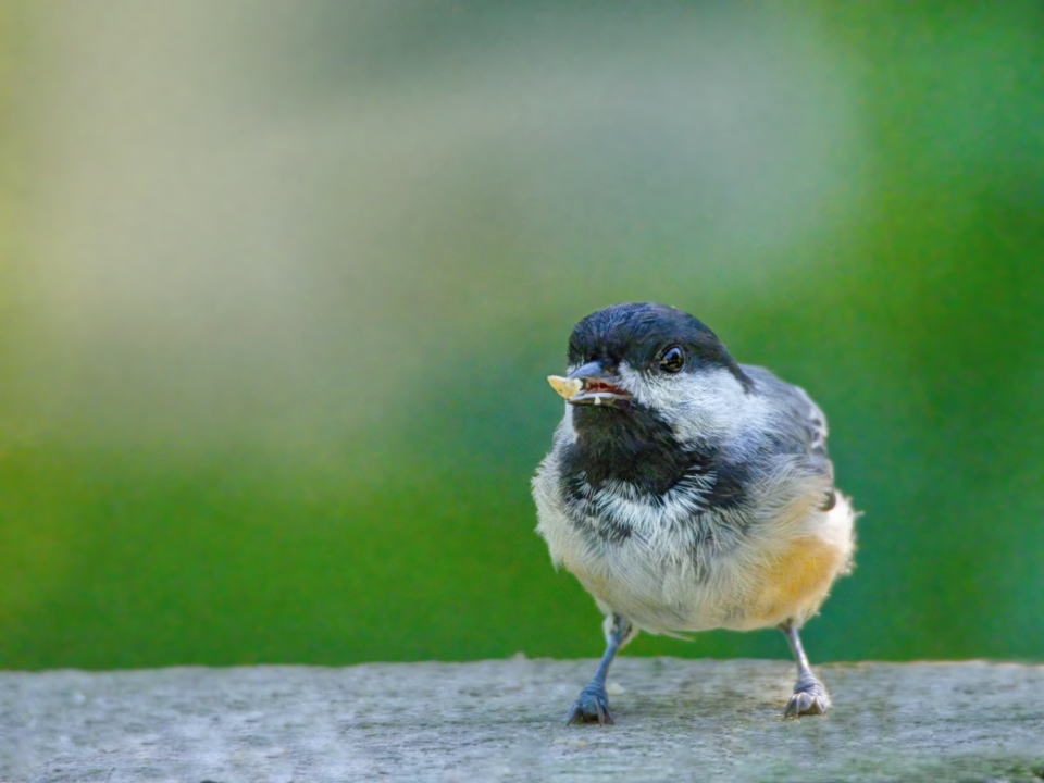 Bird Perched